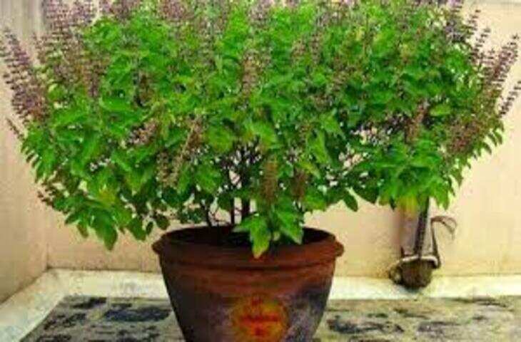 मुस्लिम देश में बढ़ी पवित्र तुलसी की मांग! भारत का पड़ोसी बना दुनिया का सबसे बड़ा खरीदार