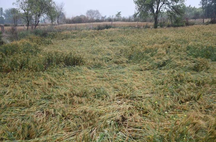 आसमानी आफत से किसानों पर संकट, बारिश-ओलावृष्टि से रबी फसल तबाह