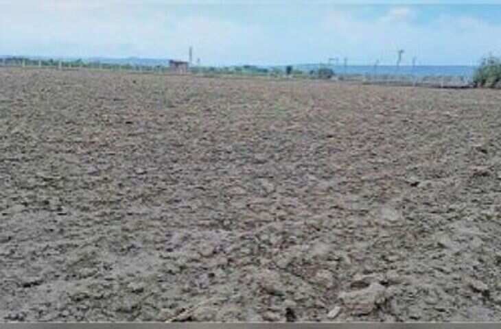 राजस्थान की 80 तहसीलें सूखाग्रस्त घोषित, वीडियो में जाने 14 जिलों में अकाल जैसे हालात; पशुओं के लिए खुलेंगे चारा डिपो