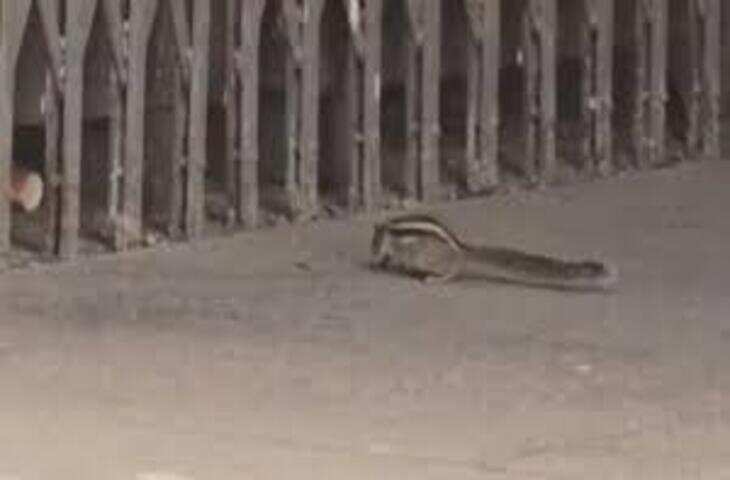 उदयपुर यूनिवर्सिटी में गिलहरी के हमले से दहशत, 20 छात्र और डीन घायल