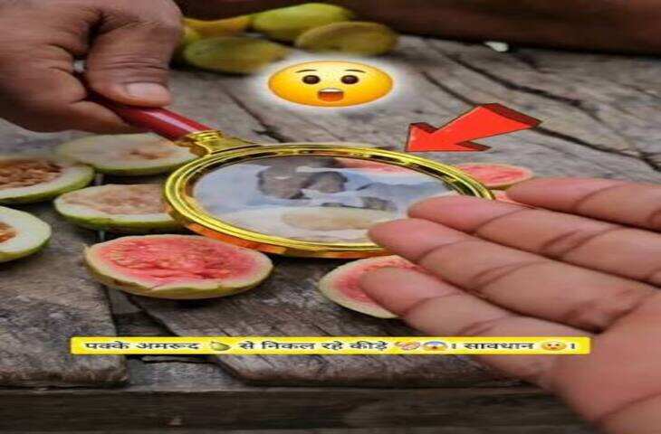 अमरूद खाने से पहले ये वीडियो जरूर देखें! शख्स ने किया ऐसा दावा, सोशल मीडिया पर मच गया हड़कंप​​​​​​​