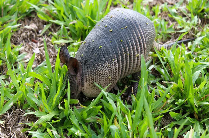 इस जानवर की चमड़ी को बुलेट प्रूफ जैकेट जैसा बताते हैं लोग, आप भी जान लीजिए नाम