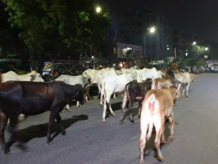 Delhi हाईकोर्ट से गुहार, सड़कों पर गंदगी फैलाती हैं गायें, होती है परेशानी, अदालत ने कह दी यह बात