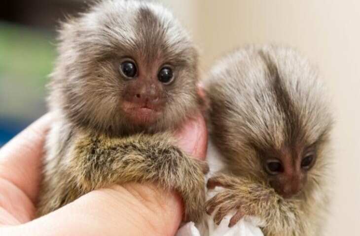 ये हैं दुनिया के सबसे छोटे बंदर, 100 ग्राम होता इनका वजन, पालने के लिए खर्च करने पड़ते हैं इतने लाख रुपये