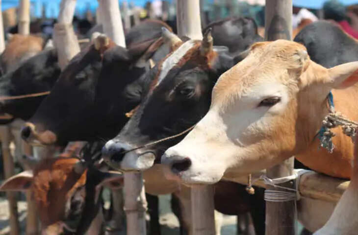 बंगाल में गोवंश वध को लेकर नोटिस विवाद: &lsquo;फिटनेस सर्टिफिकेट&rsquo; नियम पर सियासी घमासान तेज