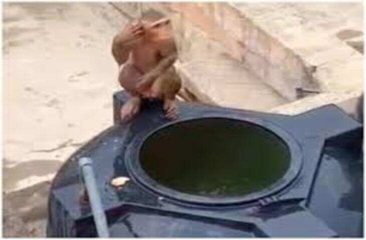 गर्मी से बचने का बंदरों का गजब तरीका! छत के वॉटर टैंक पर कब्जा कर बनाया अपना अड्डा, वीडियो हुआ वायरल