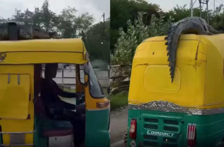 सड़क पर दौड़ते ऑटो की छत पर बैठा दिखा विशाल मगरमच्छ, वायरल VIDEO देखकर लोगों के उड़ गए होश