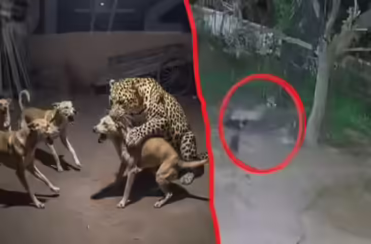दौसा में लेपर्ड के मूवमेंट से लोगों में दहशत, वीडियो में देखें रात को घर के आंगन में सो रहे कुत्ते पर किया हमला