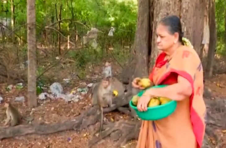 76 की उम्र में भी नहीं थमी इंसानियत, सैकड़ों बंदरों को नियमित भोजन कराकर मिसाल बन रही हैं ये बुजुर्ग महिला