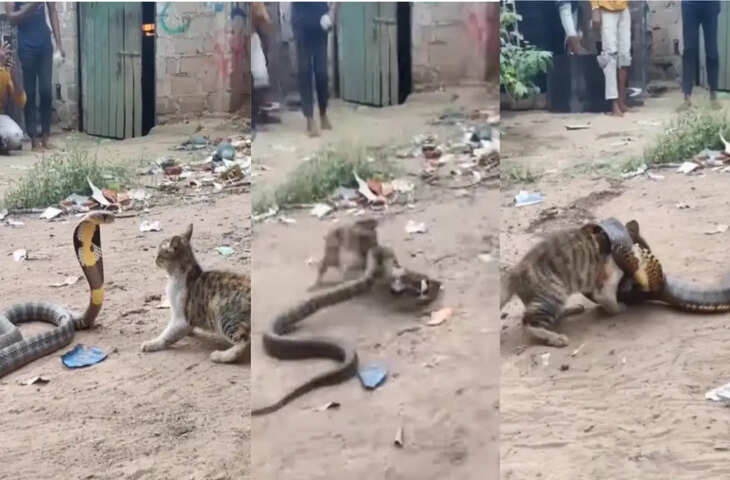 बिल्ली और सांप के बीच अब तक की सबसे अनोखी लड़ाई, अंजाम देखकर हर कोई हैरान रह जाएगा