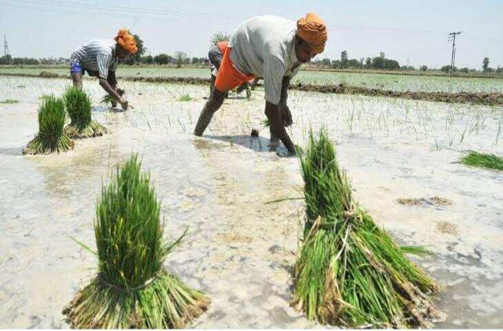 रायसेन में बारिश की भारी कमी: पिछले साल से 4.41 इंच कम, 2.80 लाख हेक्टेयर में धान रोपाई अटकी