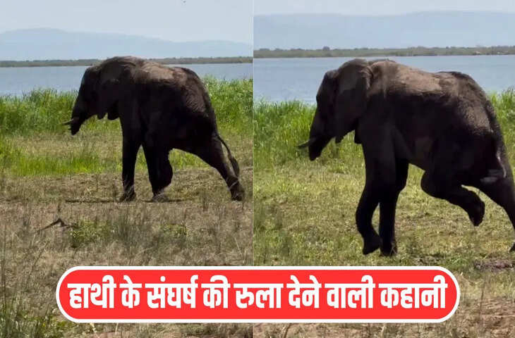 मगरमच्छ खा गया सूंड, शिकारी ने काट लिया पैर, रुला देगी हाथी की ये कहानी