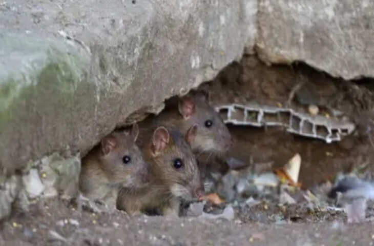 कंस्ट्रक्शन कंपनी का गजब दावा, बिहार की नई 4 लेन सड़क को कुतर गए चूहे