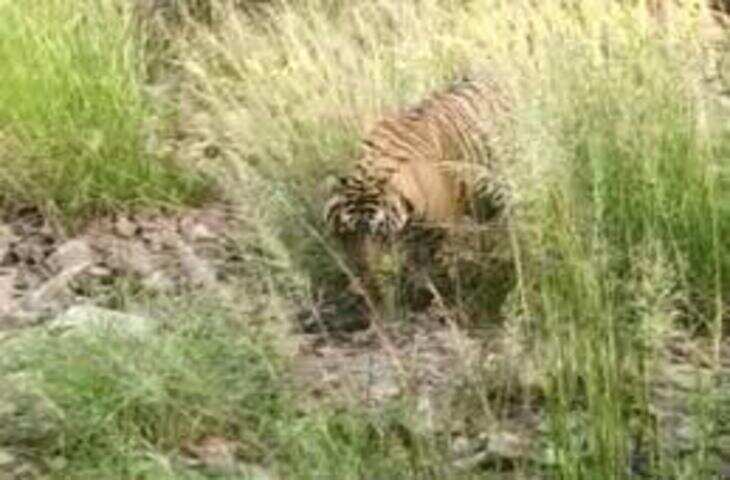 रणथम्भौर की गुस्सैल बाघिन सुल्ताना बनी मां, फुटेज में देखें दो शावकों को दिया जन्म, सुरक्षा बढ़ी