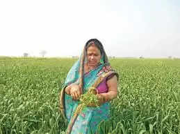 Sawai madhopur बारिश से तिल, बाजरा सहित अन्य फसलों को नुकसान की संभावना