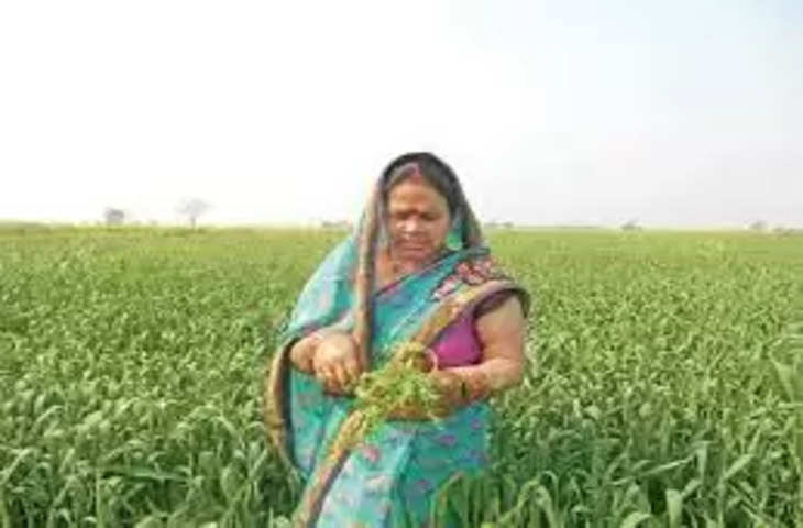 Sawai madhopur बारिश से तिल, बाजरा सहित अन्य फसलों को नुकसान की संभावना
