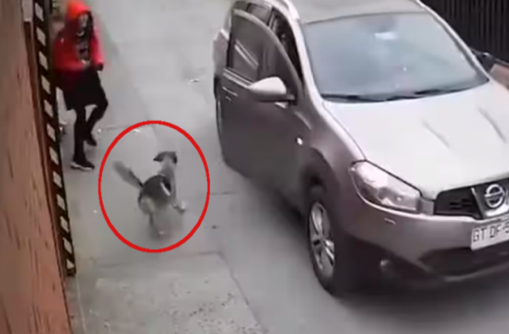 कुत्ते ने बचाया लड़की को किडनैप होने से, देखिए कैसे कार में आए बदमाशों को भगाया
