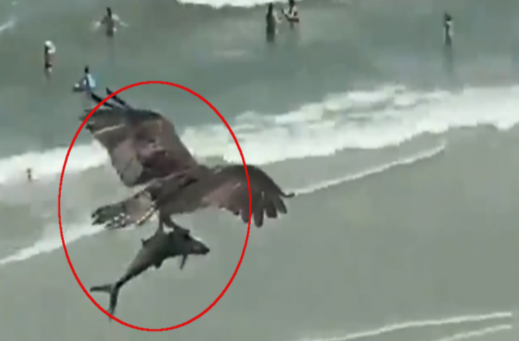 विशाल शार्क को समुद्र से उठाकर आसमान में उड़ गया पक्षी, कैमरे में कैद हुआ अद्भुत नजारा
