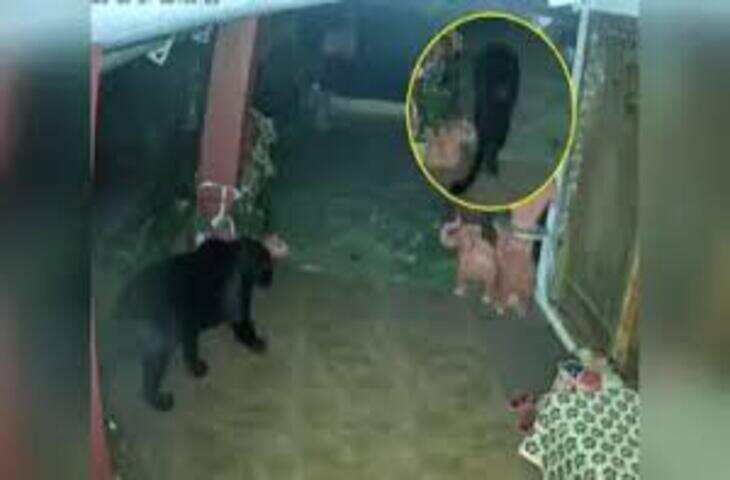 IFS अधिकारी के शेयर किए वीडियो ने खींचा ध्यान, दुर्लभ नज़ारा देखकर हैरान हुए लोग