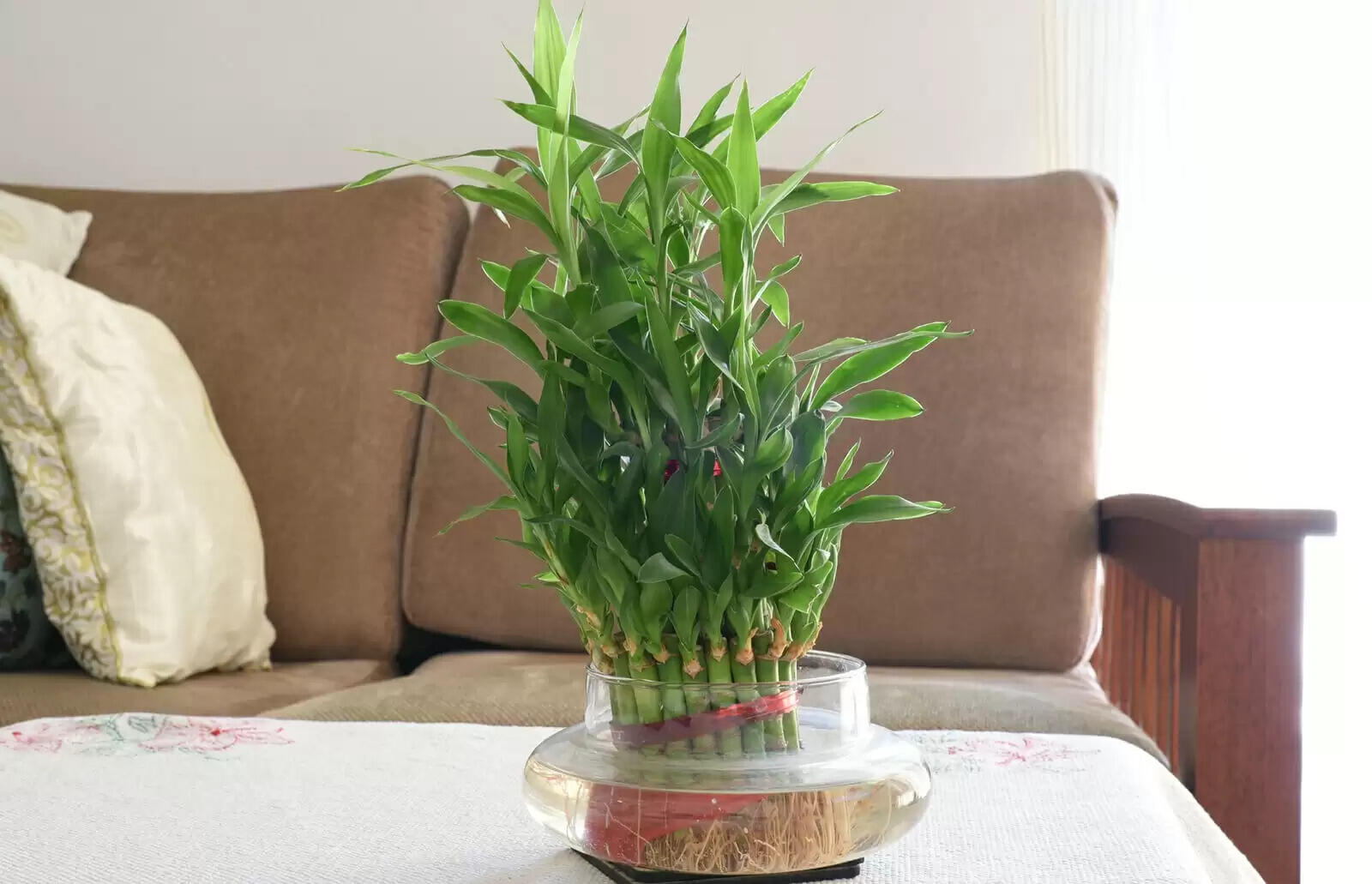 best vastu tips for bamboo plant in home&nbsp;