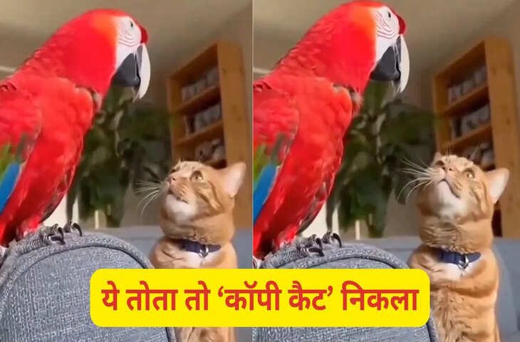 बिल्ली की आवाज निकाल लेता है ये तोता, यकीन न हो तो खुद देख लें ये वीडियो