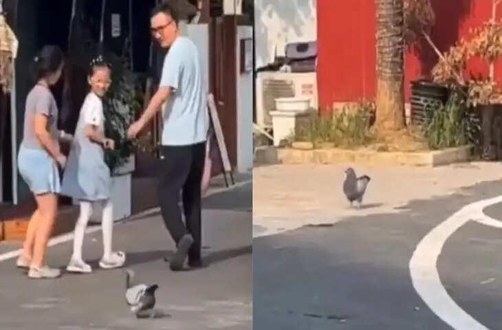 आसमान छोड़ कैफे में आ बसा 'मोटू कबूतर', अब खुद नहीं उड़ता पर स्नैक्स उड़ाता 