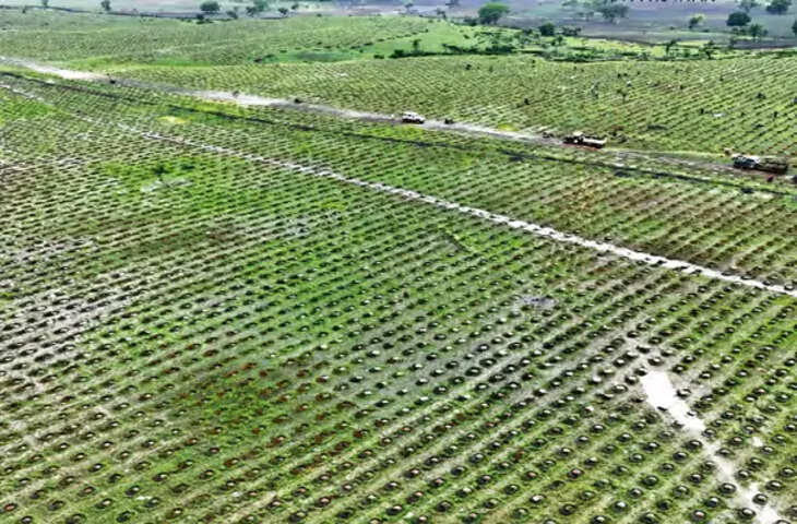 गुना में हरियाली की नई पहल: पहाड़ी पर 100 हेक्टेयर क्षेत्र में पहले दिन लगाए गए 20 हजार पौधे