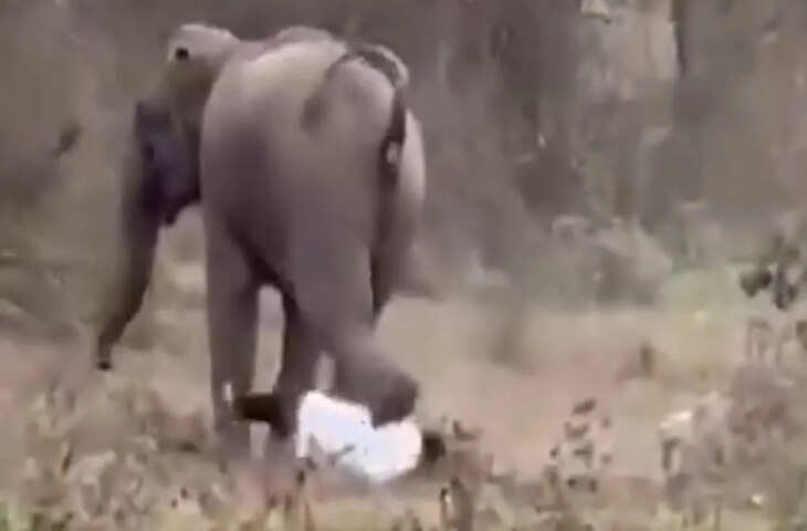 ओडिशा के ढेंकानाल में जंगली हाथी का हमला, वीडियो वायरल&mdash;बाल-बाल बची जान