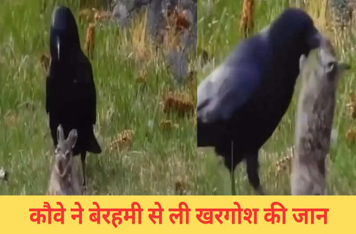 कौवे ने चोंच से मार-मारकर ले ली नन्हे खरगोश की जान, VIDEO देख पसीजा लोगों का दिल
