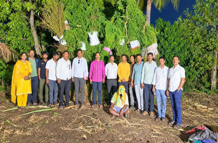 सोलापुर में गन्ने के खेत में छिपाकर उगाए जा रहे थे गांजे के 240 पौधे, 60 वर्षीय आरोपी गिरफ्तार