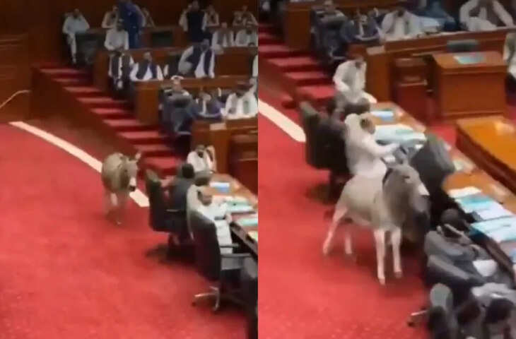 'पाकिस्तान में कुछ भी हो सकता है...' संसदीय कार्यवाही के बीच घुस आया गधा मच गई अफरा - तफरी, VIDEO देख नहीं रुकेगी हंसी 