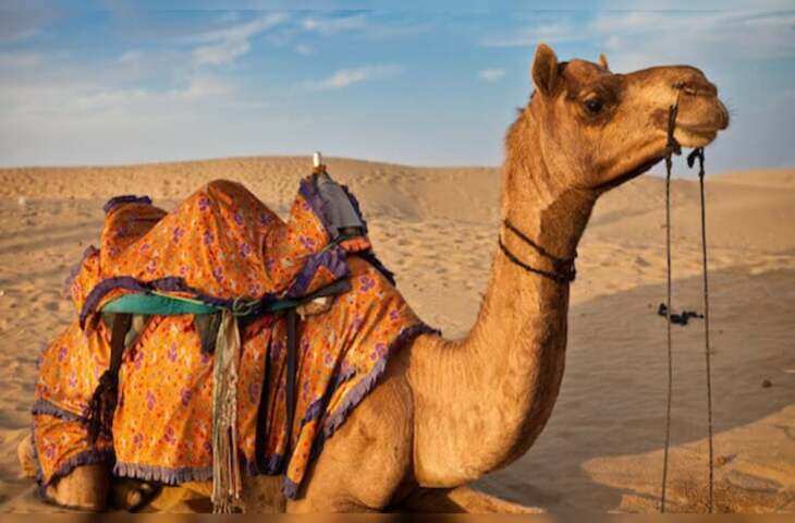 राजस्थान हाईकोर्ट ने राज्य पशु ऊंट की घटती संख्या पर जताई नाराजगी, सरकार को चेतावनी