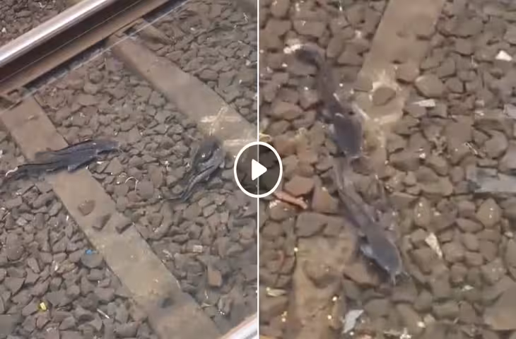 Viral Video: मुंबई की बारिश का अनोखा नजारा, पानी के साथ रेलवे ट्रैक तक पहुंच गईं मछलियां​​​​​​​