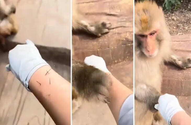 शख्स के हाथ में घुसे कांटे फिर बंदर ने किया ऐसा काम कि मिनटों में वायरल हो गया VIDEO, देखकर रह जाएंगे हैरान 