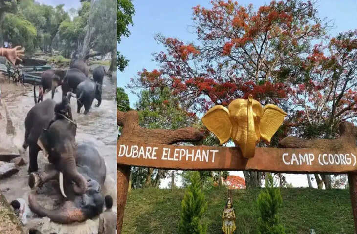 कर्नाटक के दुबारे कैंप में दर्दनाक हादसा: हाथियों की लड़ाई के दौरान महिला पर्यटक की मौत, सुरक्षा व्यवस्था पर उठे सवाल