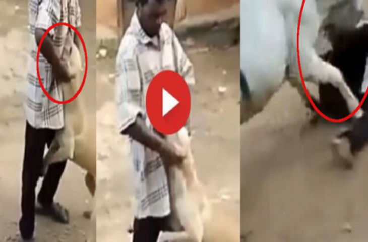 बेवजह डॉगी को मार रहा था शख्स, गाय ने की बेजुबान की मदद और शख्स को दी ऐसी सजा