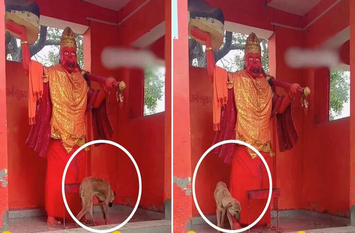 भक्ति का अनोखा नजारा! तीन दिन तक हनुमान जी इ मूर्ती की परिक्रमा करता रहा कुत्ता, वीडियो देख हर कोई रह गया दंग&nbsp;