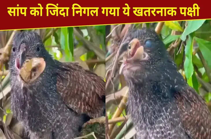 ये पक्षी तो बड़ा खतरनाक निकला&hellip;सांप को जिंदा निगल गया; VIDEO देख चौंक जाएंगे
