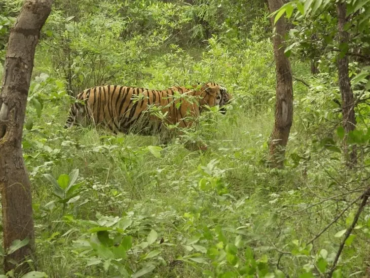 बिहार में पर्यटन को मिलेगी नई उड़ान, अगले 5 साल में विकसित होंगे 70 पर्यटन स्थल; कैमूर बनेगा दूसरा टाइगर रिजर्व