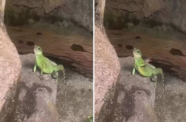क्या आपने देखा छिपकली का ऐसा अंदाज? हाथ हिलाकर टूरिस्ट को दिया बाय-बाय, VIDEO वायरल