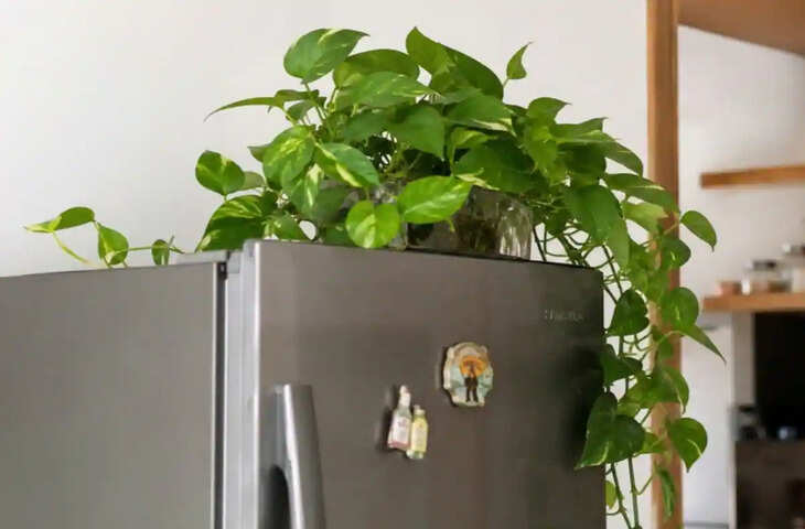 Vastu Tips for Money Plant on Fridge: क्या फ्रिज के ऊपर रखना चाहिए मनी प्लांट? जानें वास्तु के अनुसार सही जगह और नियम