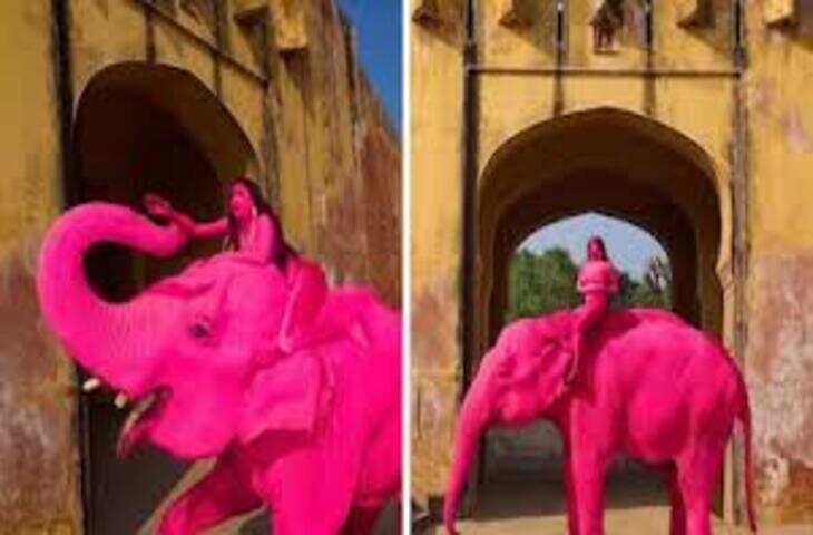 जयपुर में गुलाबी हाथी फोटोशूट पर बवाल, सोशल मीडिया पर उठे पशु क्रूरता के सवाल