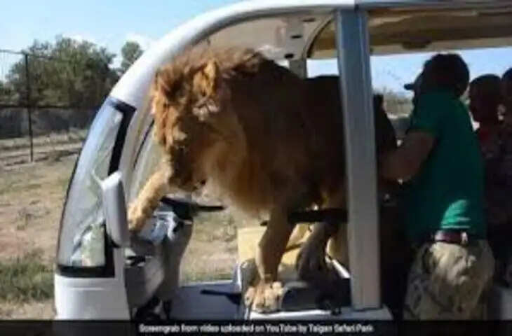 अफ्रीका में जंगल सफारी के दौरान पर्यटकों के सामने आया खौफनाक रोमांच, गाड़ी पर चढ़े दो शेर