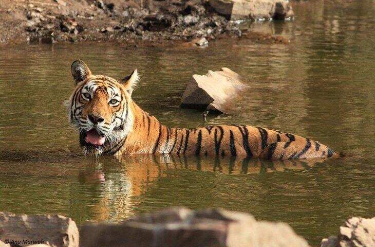राजस्थान की पहचान कभी केवल रेगिस्तान और किलों तक सीमित मानी जाती थी, लेकिन आज यही प्रदेश दुनिया के सबसे प्रसिद्ध बाघ क्षेत्रों में शामिल है। इसका सबसे बड़ा श्रेय जाता है रणथम्भौर टाइगर रिजर्व को, जिसे कई लोग राजस्थान की &ldquo;टाइगर फैक्ट्री&rdquo; कहते हैं। कभी जहां बाघों का अस्तित्व खतरे में था, वहीं आज रणथम्भौर से निकले बाघों ने राजस्थान के कई जंगलों में नई जिंदगी भरी है।  शिकारगाह से बना टाइगर रिजर्व  रणथम्भौर का जंगल कभी जयपुर के महाराजाओं की निजी शिकारगाह हुआ करता था। राजघरानों के संरक्षण के कारण यहां बाघ किसी तरह बचे रहे, जबकि देश के कई हिस्सों में उनकी संख्या तेजी से घट रही थी। वर्ष 1973 में जब भारत सरकार ने प्रोजेक्ट टाइगर शुरू किया, तब रणथम्भौर को शुरुआती नौ टाइगर रिजर्व में शामिल किया गया।  प्रोजेक्ट टाइगर की शुरुआत के समय रणथम्भौर में बाघों की स्थिति बेहद चिंताजनक थी। संरक्षण, शिकार पर रोक, जंगलों की सुरक्षा और वैज्ञानिक निगरानी के कारण धीरे-धीरे यहां बाघों की संख्या बढ़ने लगी।  बाघों की &lsquo;मां&rsquo; बनी मछली (Machli)  रणथम्भौर की कहानी में सबसे बड़ा नाम है मछली (Machli) का। यह बाघिन दुनिया की सबसे प्रसिद्ध बाघिनों में शामिल रही। उसके चेहरे पर मछली जैसी आकृति के निशान के कारण उसका नाम मछली पड़ा।  मछली ने कई शावकों को जन्म दिया और उसकी संतानों ने आगे चलकर रणथम्भौर के बाघों की संख्या बढ़ाने में बड़ी भूमिका निभाई। उसे &ldquo;रणथम्भौर की रानी&rdquo; और &ldquo;क्वीन ऑफ रणथम्भौर&rdquo; जैसे नामों से भी जाना गया।  क्यों कहलाता है टाइगर फैक्ट्री?  रणथम्भौर की सबसे बड़ी खासियत यहां की सफल प्रजनन दर और मजबूत बाघ वंश है। यहां पैदा हुए कई बाघों को दूसरे अभयारण्यों में भेजकर वहां बाघों की आबादी बढ़ाने में मदद ली गई।  राष्ट्रीय स्तर पर बाघ संरक्षण कार्यक्रमों में रणथम्भौर से बाघों का स्थानांतरण भी किया गया। सरिस्का टाइगर रिजर्व में बाघों की दोबारा बसावट के लिए रणथम्भौर से बाघ भेजे गए थे।  किले और जंगल का अनोखा संगम  रणथम्भौर की खासियत केवल बाघ नहीं हैं। यहां 10वीं सदी का ऐतिहासिक रणथम्भौर किला, झीलें, पहाड़ियां और घने जंगल मिलकर इसे दुनिया के सबसे आकर्षक वन्यजीव स्थलों में शामिल करते हैं।  यहां के बाघ अक्सर किले के खंडहरों, झीलों और जंगलों के बीच दिखाई देते हैं, जो पर्यटकों के लिए एक यादगार अनुभव बन जाता है।  चुनौतियों से लड़कर मिली सफलता  रणथम्भौर की सफलता की राह आसान नहीं थी। शिकार, अवैध गतिविधियां और जंगल पर बढ़ते दबाव जैसी चुनौतियों के बावजूद वन विभाग, संरक्षण संस्थाओं और स्थानीय समुदायों के प्रयासों से बाघों का संरक्षण संभव हुआ।  आज राजस्थान में बाघों की संख्या में बढ़ोतरी का बड़ा आधार रणथम्भौर है। हाल के आंकड़ों में भी रणथम्भौर को राज्य का सबसे बड़ा बाघ आवास बताया गया है।  एक मिसाल बना रणथम्भौर  रणथम्भौर की कहानी बताती है कि सही संरक्षण और सामूहिक प्रयासों से खत्म होती प्रजातियां भी वापस लाई जा सकती हैं। कभी विलुप्ति के कगार पर पहुंच चुके बाघ आज रणथम्भौर की पहचान बन चुके हैं।  यही वजह है कि रणथम्भौर को सिर्फ एक टाइगर रिजर्व नहीं, बल्कि राजस्थान की वह धरती कहा जाता है जिसने बाघों की नई पीढ़ियों को जन्म दिया और भारत के वन्यजीव संरक्षण इतिहास में अपना अलग स्थान बनाया।
