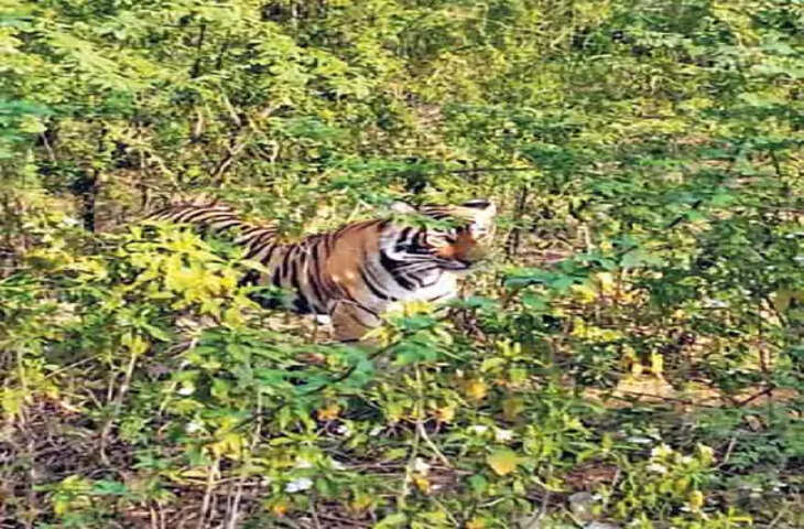 Alwar सरिस्का टाइगर प्रोजेक्ट: शहर के पास रावण देवरा में मिला बाघ का शावक