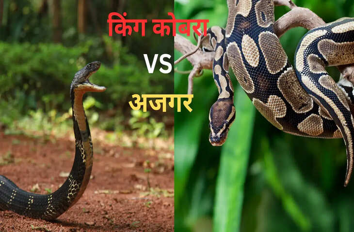 किंग कोबरा vs अजगर: कौन है ज्यादा ताकतवर? जानिए हैरान कर देने वाला सच