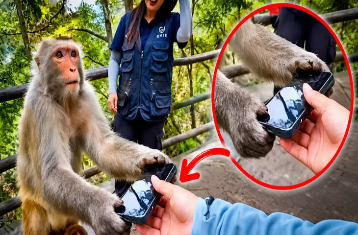Monkey Viral Video: बच्चे की परवरिश पर बंदर ने सिखाया बड़ा सबक, इमोशनल वीडियो देख यूजर्स बोले- 'यही है असली पालन-पोषण'