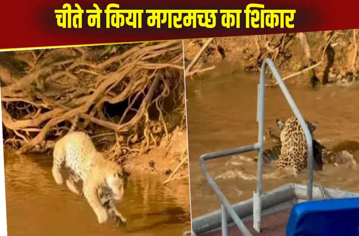 पानी में घुसकर चीते ने किया शिकार, जबड़े से खींचकर ऐसे निकाला बाहर, Viral Video