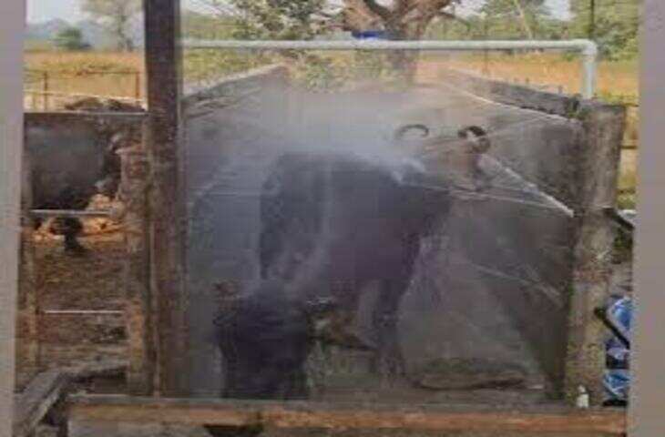 Viral Video: जब भैंसों ने बाथरूम में किया धमाल, चारा खाने से पहले इनका नहाना देख आपकी हंसी नहीं रुकेगी