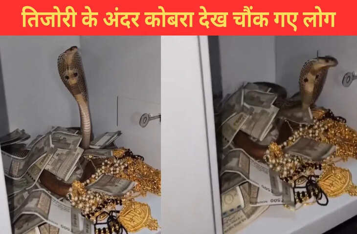पैसे-ज्वैलरी से भरी तिजोरी में घुसा कोबरा, फिर जो हुआ&hellip;देखकर खड़े हो जाएंगे रोंगटे, VIDEO